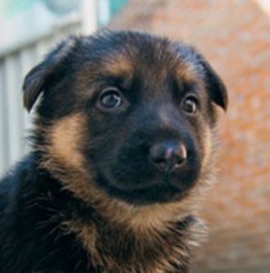 Meet your Posher, Evrily